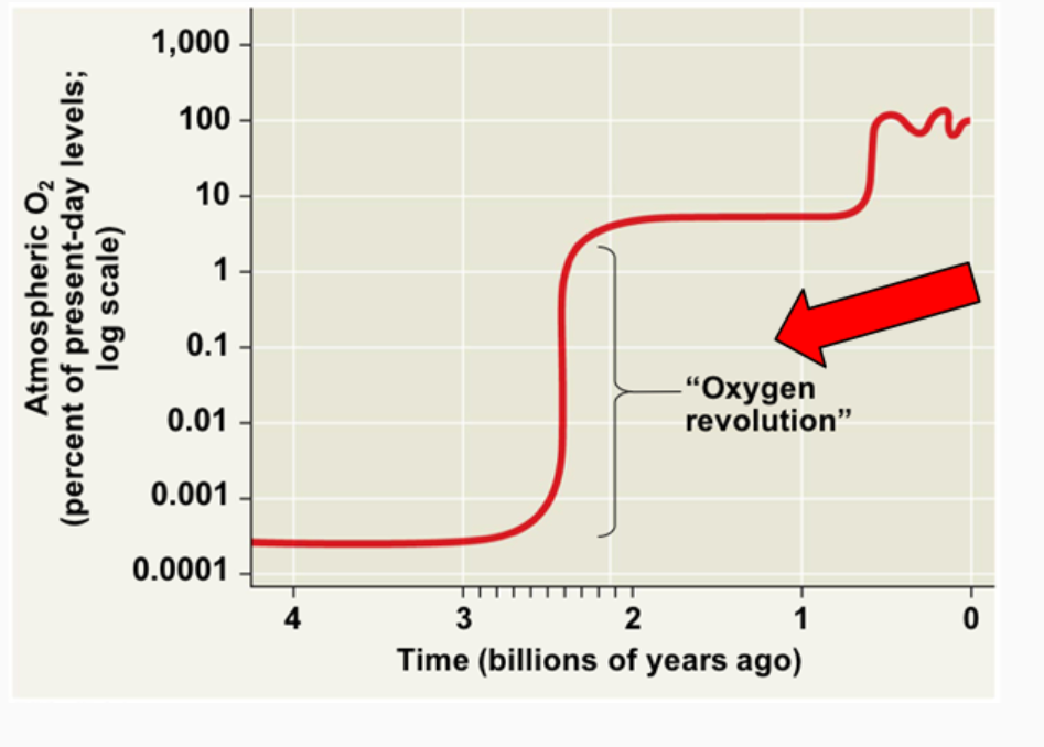 <p>The Oxygen Revolution was a time when Earth's atmosphere and the shallow ocean experienced a rise in oxygen. What led to the increased atmospheric oxygen 2.7 mya?</p><p> </p><p>A. photosynthesis by plants, all algae, and cyanobacteria</p><p>B. photosynthesis by plants and all algae</p><p>C. photosynthesis by plants and cyanobacteria</p><p>D. photosynthesis by cyanobacteria and all algae</p><p>E. photosynthesis by cyanobacteria</p>