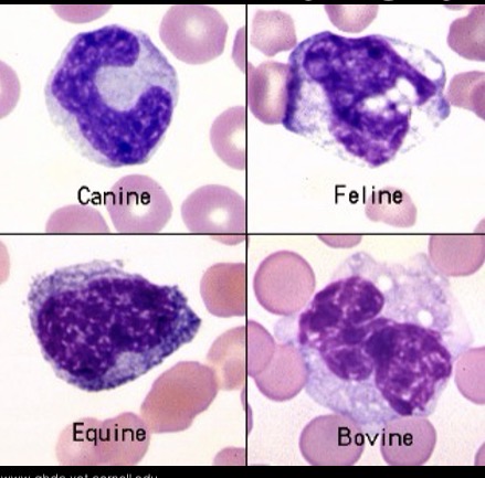 <p>Maturation and circulation times are similar to those for other WBCs</p><p>Can last for months in the tissues as macrophages </p>