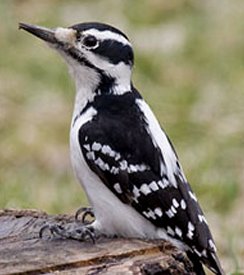 <p>What Bird is this? (and gender)</p>