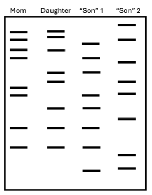 <p><span><span><br>Imagine that a wealthy man dies and leaves a large inheritance to his wife and daughter. Following his death, two men come forward, both claiming to be the<br>long-lost son placed up for adoption by the rich man and his wife before they were married. To evaluate the truthfulness of each claim, a judge orders that DNA markers for each man be compared against the mother and daughter of the rich man. Based on the results of this analysis (shown in the gel on the right), what can you conclude about the likelihood that each man is this long-lost son?<br>A. “Son” 1 could be the long-lost son, while “Son” 2 can be definitively excluded<br>B. “Son” 2 could be the long-lost son, while “Son” 1 can be definitively excluded<br>C. Neither man is the long-lost son<br>D. Both men could be the long-lost son; neither can be ruled out and further analysis is needed</span></span></p>