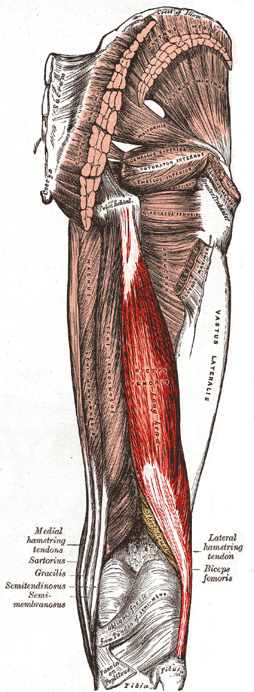 <p>Biceps Fermoris</p><ul><li><p>hamstring</p></li></ul>