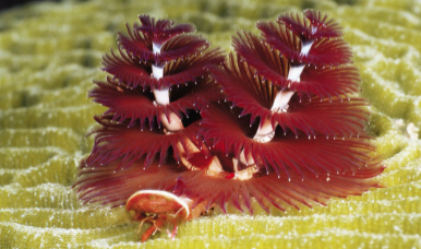 <p>Annelids;</p><p>less mobile</p><p>Sedere ~to sit</p><p>Ex: Christmas Tree Worm, leeches, earthworms</p>