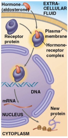 <p>found in the nucleus or cytosol. Only <mark data-color="purple" style="background-color: purple; color: inherit">small</mark> or <mark data-color="purple" style="background-color: purple; color: inherit">hydrophobic</mark> molecules can cross the membrane and activate receptors. The activated receptors work as a transcription factor that turns genes on and off.</p><p></p>