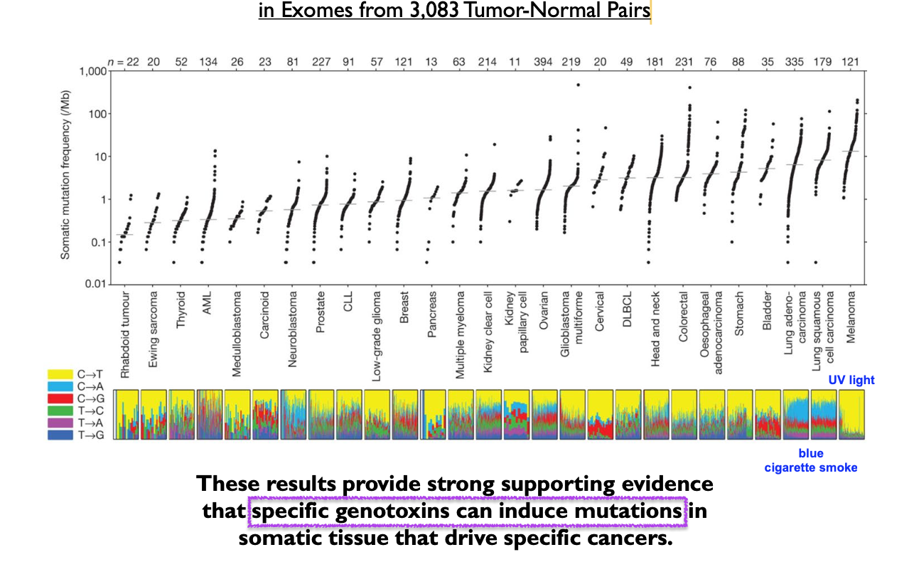 <p>Genotoxins can induce mutations </p>