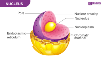 <p>It directs and controls cellular activity like growth and division as it contains genetic material.</p>
