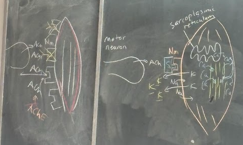 <p><span>1. Action potential reaches end of somatic motor neuron<br>2. Acetylcholine released into synapse<br>3. ACh binds with Nicotinic M receptor on motor end plate (reversible)<br>4. Membrane of motor end plate depolarizes<br>5. Wave of depolarization moves along muscle membrane (action potential in the muscle)<br>6. Calcium released from sarcoplasmic reticulum<br>7. Ca causes actin and myosin to interact causing muscle contraction<br>8. Rapid release of ACh from Nicotinic M receptor<br>9. Muscle repolarizes<br>10. Ca detaches from actin and myosin and moves back to sarcoplasmic reticulum<br>11. Muscle relaxes</span></p>