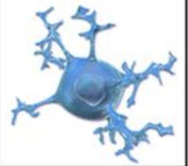 <p>CNS glia that are the immune cells of the brain; responsible for inflammatory responses and removing debris and pathogens.</p>
