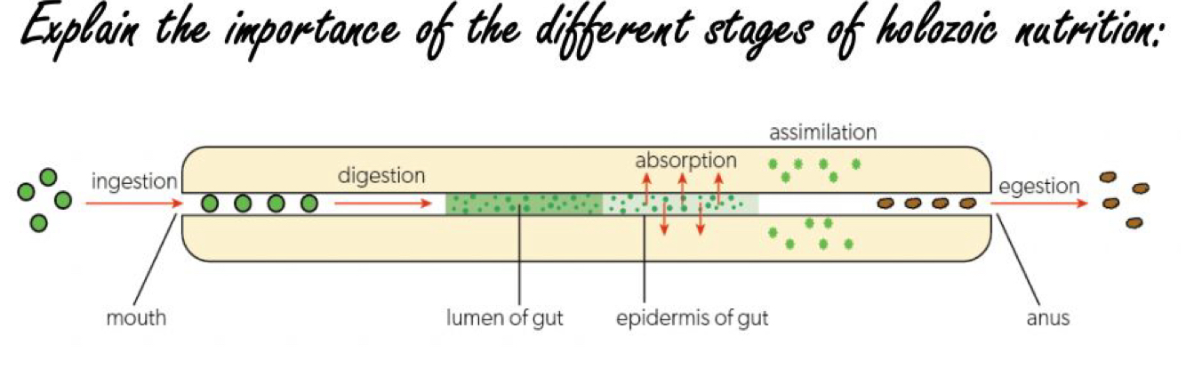 <p>animals obtain their nutrients by consuming food</p><p></p><p>the large food molecules must be broken down into smaller ones before they can be absorbed into the bloodstream + transported to cells in the body where needed</p><ul><li><p>ingestion: eat</p></li><li><p>digestion: breaking down food</p></li><li><p>absorption: moving food into cells</p></li><li><p>assimilation: making food part of cells</p></li><li><p>elimination/egestion: remove unused food</p></li></ul><p></p><p>single celled organisms like amoeba can do holozoic nutrition even w/o multi-organ controlled digestive system by endocytosis/engulfment </p><p></p>