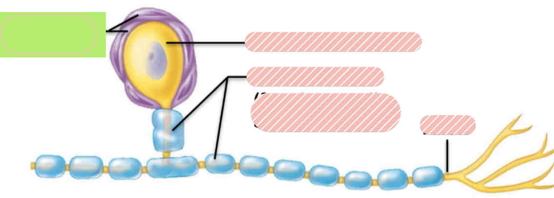 <p><span>What type of neuroglia is this? (In green)</span></p>