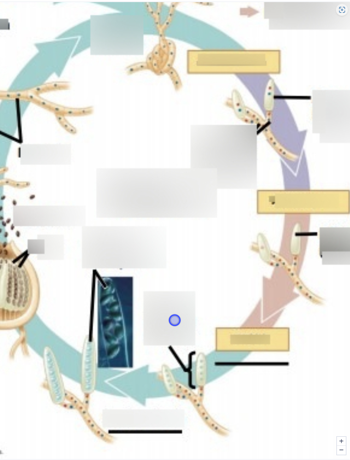 term image