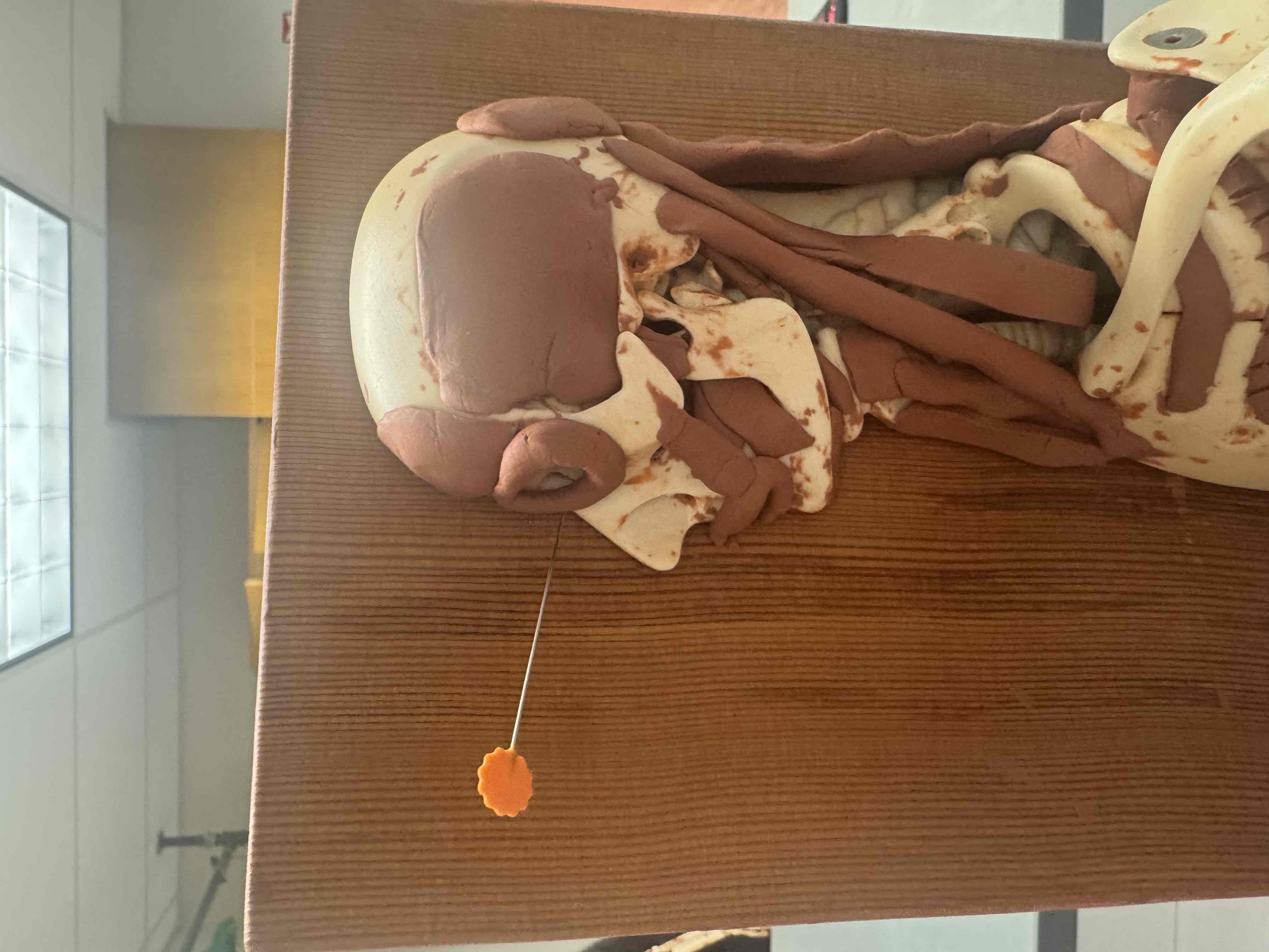 <p><span>origin frontal &amp; maxillary bones, insertion, eyelids, action closes eye (blink)</span></p>