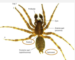 <p>The narrow stalk that separates spider Opisthosoma and Prosoma</p>