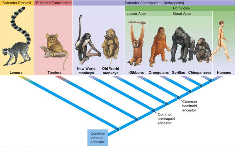 <ul><li><p><span>Prosimii (lemurs)</span></p></li><li><p><span>Tarsiiformes (Tarsiers)</span></p></li><li><p><span>Anthropoidea</span></p></li></ul><p></p>