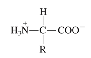 <p>a net zero charge&nbsp;</p>