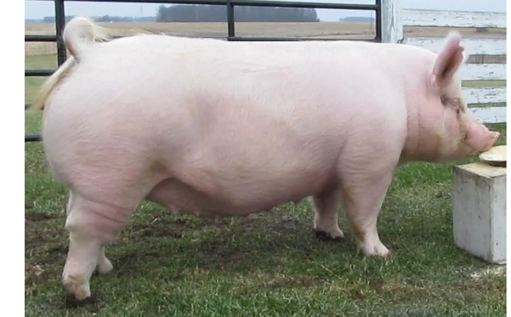 <p>What breed ?</p>