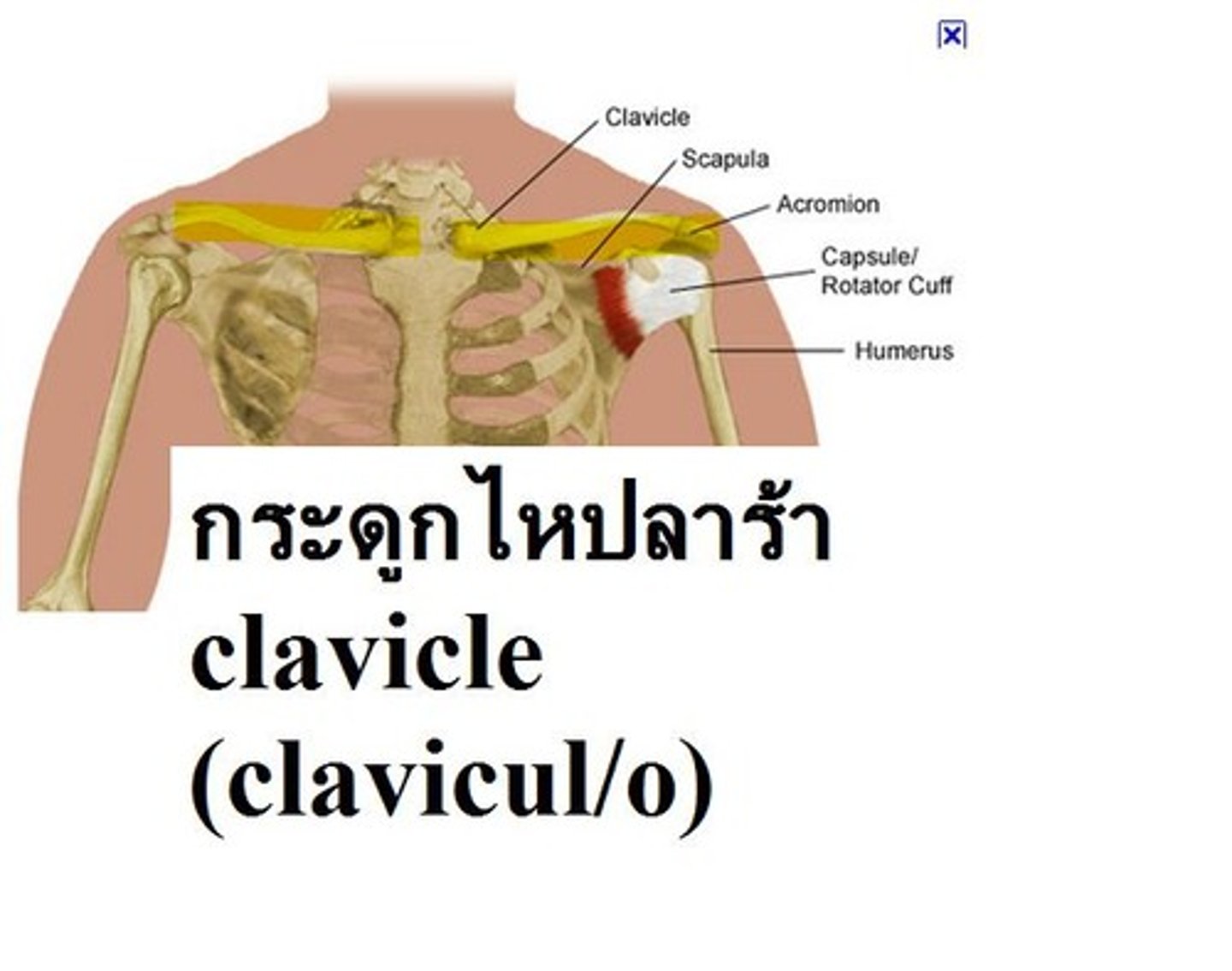 <p>clavicle</p>