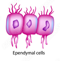 <p>A type of neuroglia in the CNS the lines the central canal of spinal cord and ventricles of the brain forming ependyma and produces, secrete, and monitor cerebrospinal fluid protecting these parts from injury.</p>
