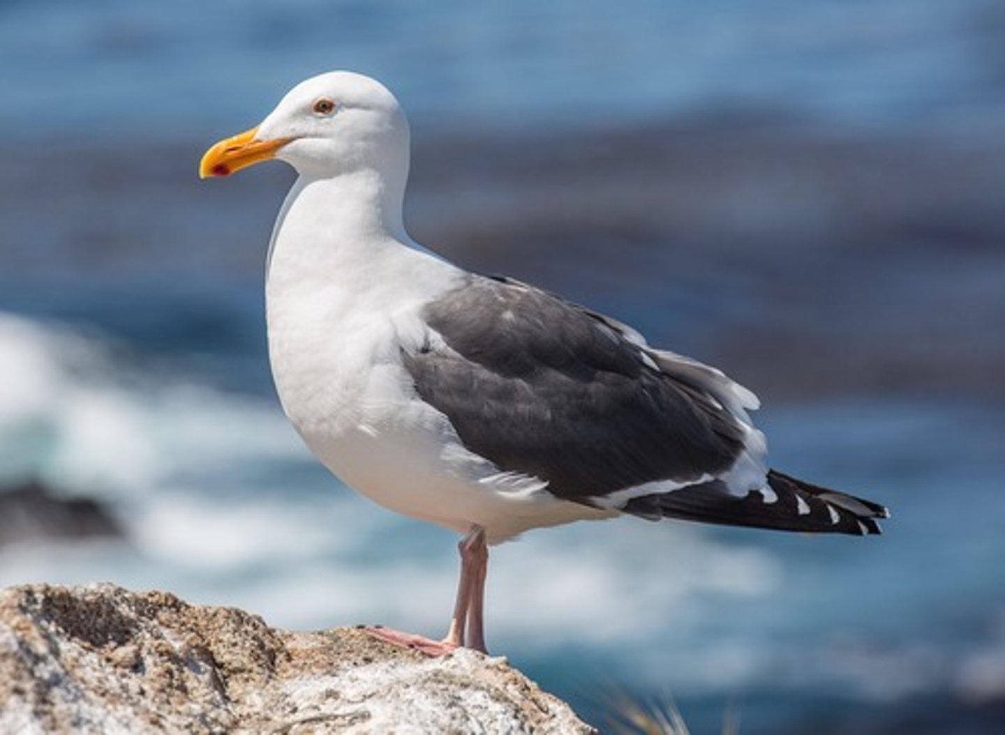 <p>Western Gull</p>