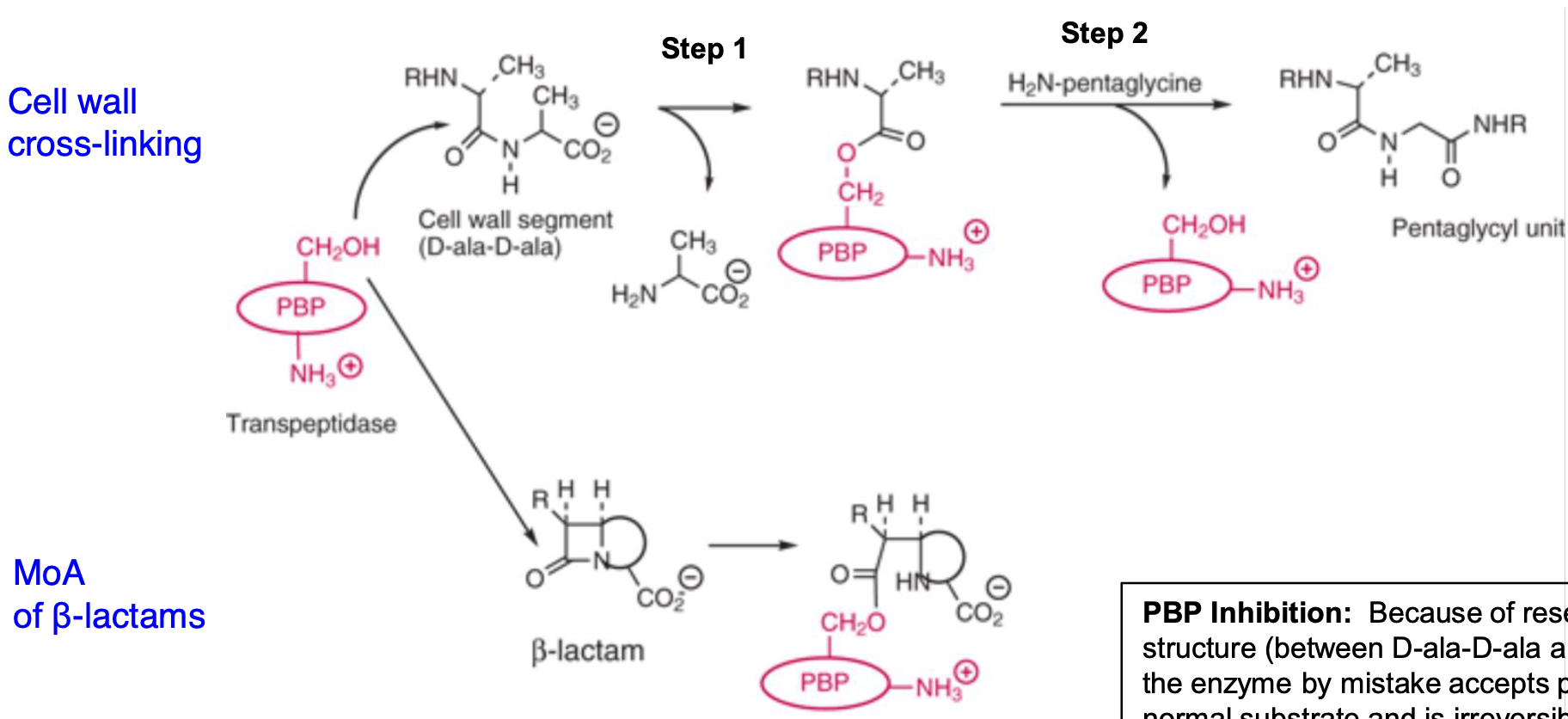 β-lactam antibiotics target penicillin-binding proteins (PBPs), specifically transpeptidases involved in peptidoglycan synthesis.