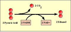 <p>anaerobic process in which cells convert pyruvic acid into carbon dioxide and ethyl alcohol; carried out by many bacteria and fungi such as yeasts</p>