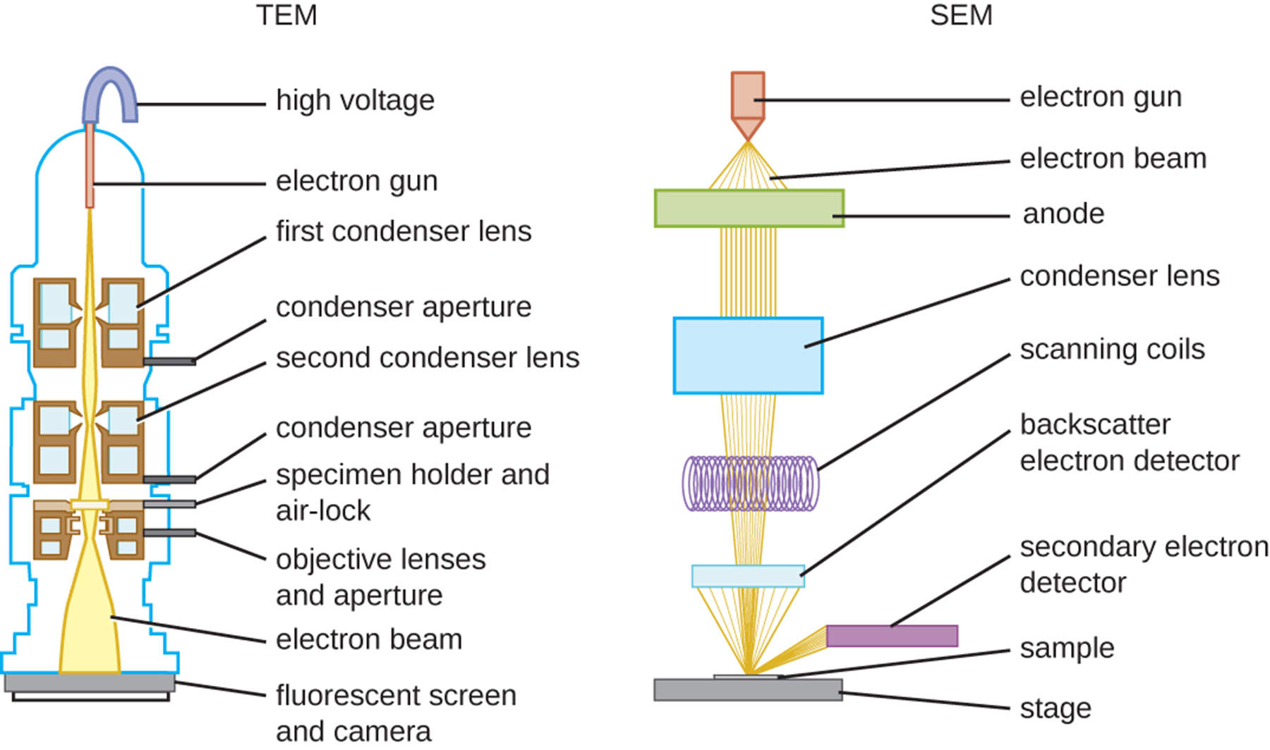 <p><strong>Q: How does an SEM work?</strong></p>
