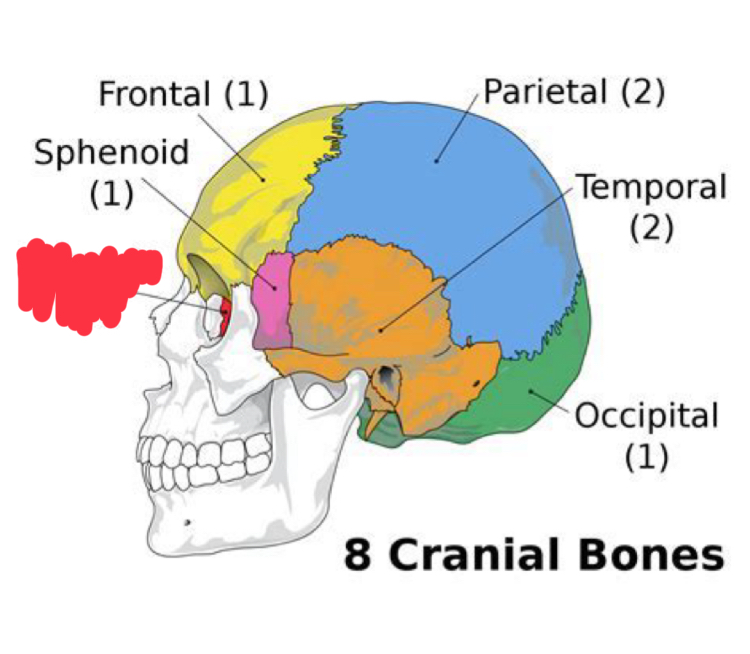 <p>What cranial bone is this?</p>