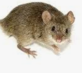<p>mammal subclass eutheria, rodents, mice</p>