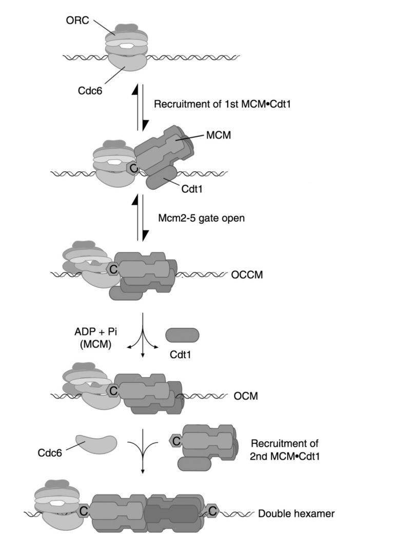 <ol><li><p>MCM double hexamer complex is <strong>loaded</strong> at replication origins in an <strong>ATP-dependent manner</strong></p><ul><li><p>by origin recognition complex ORC</p></li></ul></li><li><p>Involving Cdc6 and cdt1 proteins</p></li></ol><p></p>