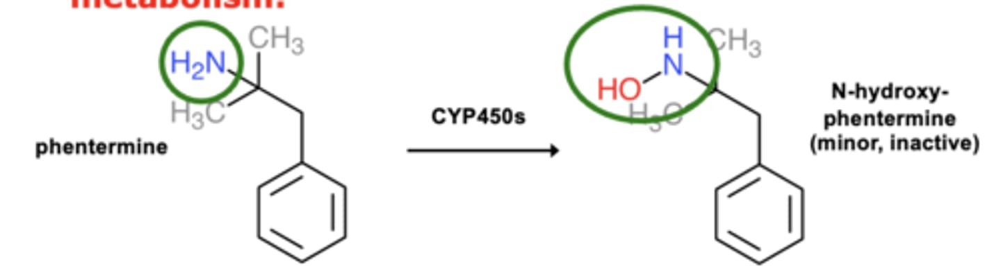 <p>- both amines and amides</p>