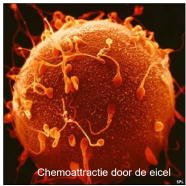 <ol><li><p><em>capacitatie</em></p></li></ol><p></p>