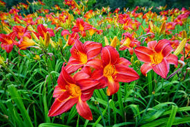 <p>A clumping perennial with arching leaves and trumpet-shaped blooms in a wide range of colors from summer to early fall.</p>