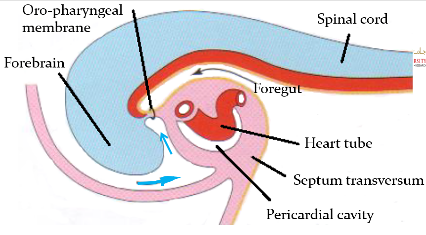 <ul><li><p>As folding of the head region occurs, the <strong><mark data-color="red">heart</mark> </strong>and the <strong><mark data-color="red">pericardial cavity</mark> </strong>become <strong><mark data-color="red">ventral</mark> </strong>to the <strong><mark data-color="red">foregut</mark> </strong>and <strong><mark data-color="red">caudal</mark> </strong>to the <strong><mark data-color="red">oro-pharyngeal membrane</mark></strong></p></li><li><p>The <strong><mark data-color="red">pericardial cavity</mark> </strong>is <strong><mark data-color="red">ventral</mark> </strong>to the <strong><mark data-color="red">heart</mark></strong></p></li><li><p>(blue arrow is <strong>stomodeum</strong>)</p></li></ul>