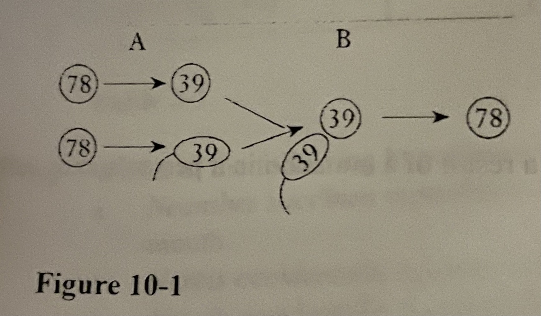 The numbers in Figure 10-1 represent the chromosome number found in each of the dog cells shown. The processes that are occurring at A and B are _________.