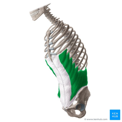 <p>Origin: inferior 8 ribs</p><p>Insertion: iliac crest and linea alba</p><p>Action: (bilateral) flexion, compression. (unilateral) lateral flexion and rotation to opposite side</p>