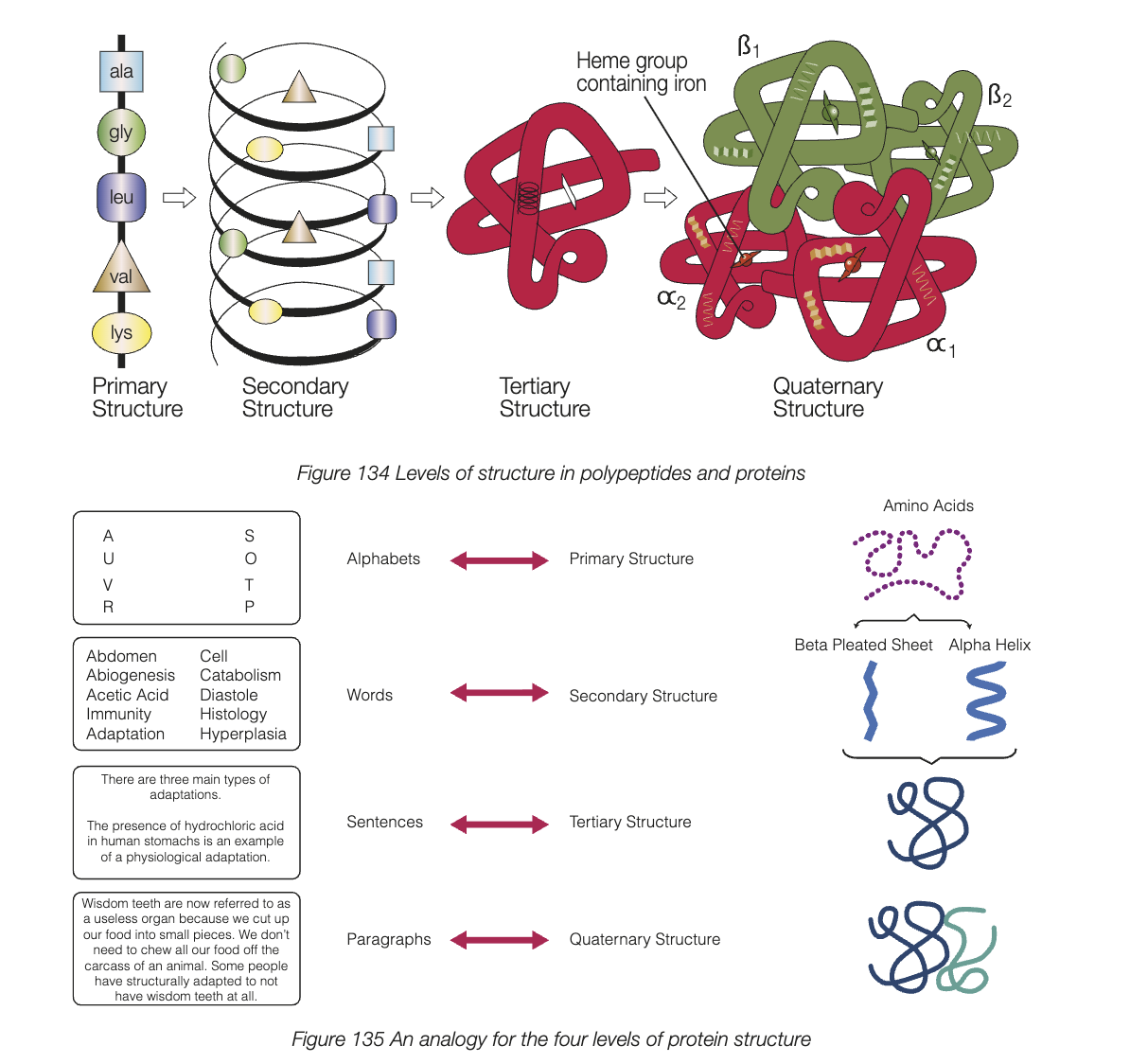 <ul><li><p>protein consisting of 2 or more polypeptide chain, quaternary strucutre forms from polypeptide chains chemically bonding together </p></li><li><p>e.g. haemoglobin - 2 alpha and 2 beta chains bonded together </p></li></ul><p></p>