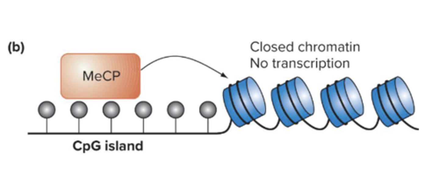 <p>IAP promoter for the Avy allele is methylated at all 9 CpG sites because of mom's high methyl diet during embryogenesis</p>