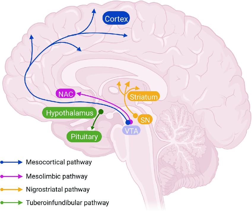 <p>Prolactin secretion (lactation and mammary gland growth)</p><ul><li><p>Hypothalamus to pituitary</p></li></ul><p></p>