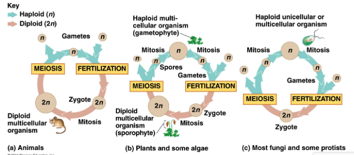<ol><li><p><strong>Animals</strong></p><ol><li><p>Two gametes fertilize each other forming a zygote (n + n = 2n)</p></li><li><p>The zygote does mitosis becoming a larger organism</p></li><li><p>The zygote then does meiosis forming gametes</p></li><li><p>Cycle continues</p></li></ol></li><li><p><strong>Plants and Some Algae</strong></p><ol><li><p>Two gametes fertilize each other forming a zygote (n + n = 2n)</p></li><li><p>The zygote does mitosis, grows into a multicellular organism (diploid organism called sporophyte)</p></li><li><p>The sporophyte does meiosis and produces spores</p></li><li><p>Spores grow into gametophytes and do mitosis to produce gametes</p></li><li><p>Cycle continues</p></li></ol></li><li><p><strong>Most Fungi and some protist</strong></p><ol><li><p>Two gametes fertilize each other forming a zygote (n + n = 2n)</p></li><li><p>Zygote does meiosis immediately (no mitosis)</p></li><li><p>Produces spores that do mitosis and become haploid organism</p></li><li><p>Gametes produced from mitosis</p></li><li><p>Cycle continues</p></li></ol></li></ol>