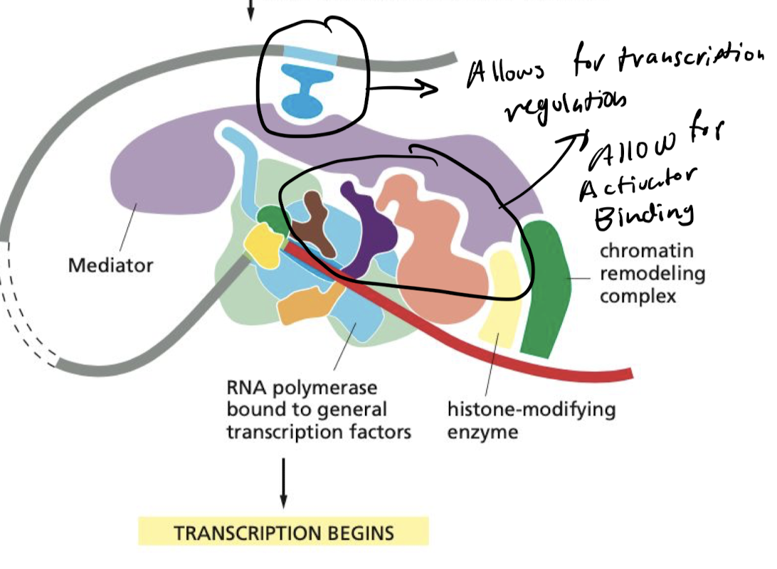 <p>proper localization of sequence-specific DNA-binding transcription factors.</p>