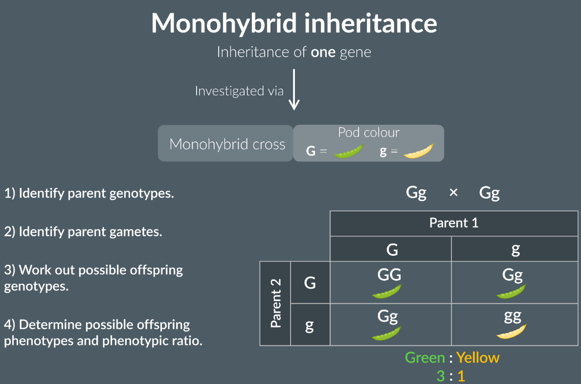 <p>Described the inheritance of one gene.</p>
