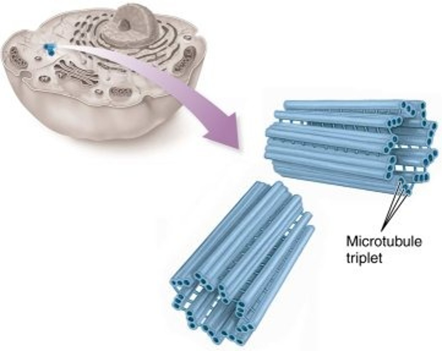 <p>The spindle fibers grow out of these</p>