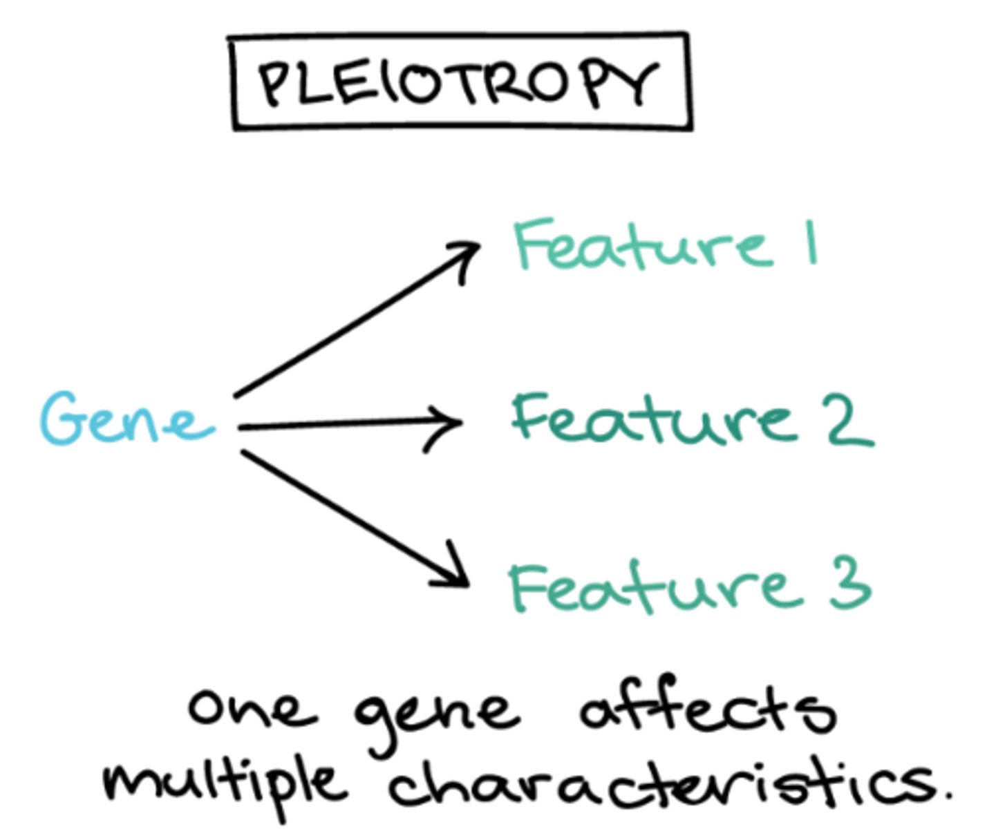 <p>one gene affecting multiple characteristics</p>