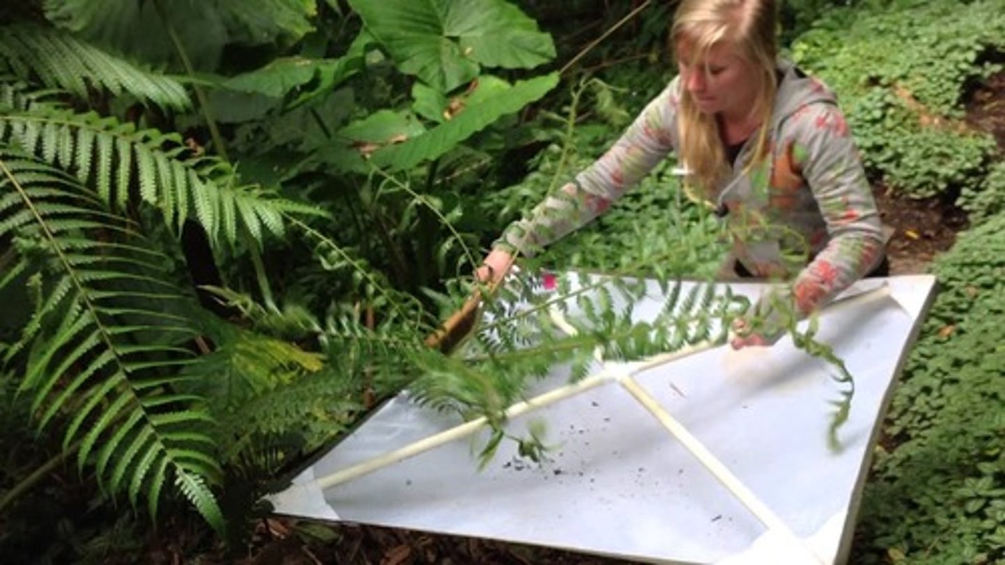 <p>Shaking or hitting the branches of a tree and catching creatures on a wide cloth, used for tree-dwelling arthropods (e.g. caterpillars, ladybirds)</p>