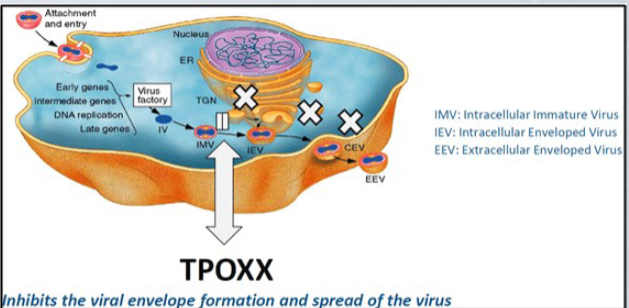 blocks action of wrapping protein 