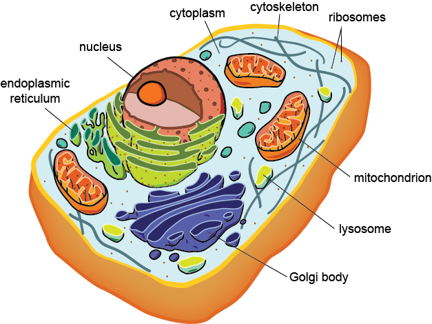 <p>Eukaryotes</p>