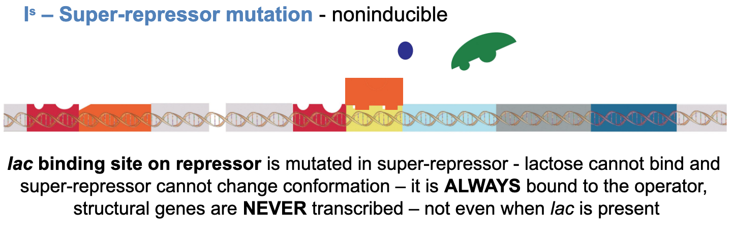 <p>lac binding site repressor is mutated in super-repressor - lactose cannot bind and super-repressor cannot change conformation -it is always bound to the operator, structural genes are never transcribed - not even when lac is present </p><p>summary: repressor stuck ON the DNA → genes always off </p>