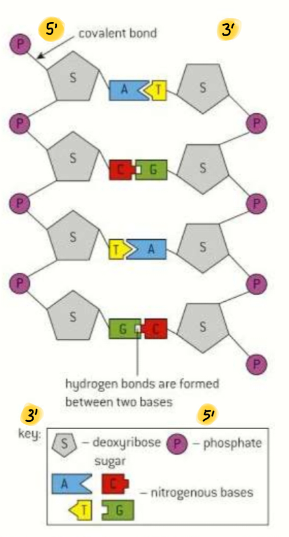<ul><li><p><strong>Two polynucleotide strands</strong> connected by hydrogen bonds between bases, which are <strong>antiparallel </strong>(run in opposite directions- one is 3’ to 5’ and the other is 5’ to 3’),</p></li><li><p>twisted into a double helix</p></li><li><p>bases bind - <strong>complimentary base pairing [</strong>tea for 2]</p></li></ul><p></p>