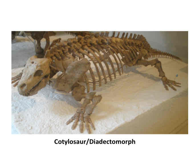 <p>cotylosauria</p>