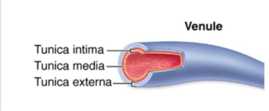 <ul><li><p>Link capillaries to veins</p></li><li><p>Combine to form veins</p></li><li><p>Collect blood from capillary bed and carry towards veins</p></li><li><p>Thin walls, small amount of smooth muscle, elastin and collagen</p></li></ul><p></p>