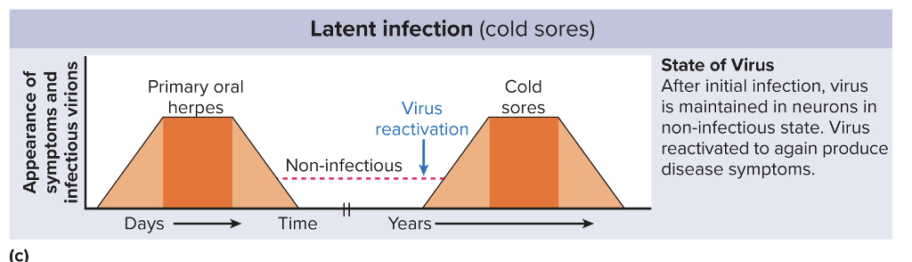 <ul><li><p>You become exposed, and the virus multiplies</p></li><li><p>Period of active symptoms</p></li><li><p>Then you recover and are non-infectious, but the virus is still in you</p></li><li><p>Immune system eliminates viral particles, but latency has been established, so some cells still hold viral genetic info </p></li><li><p>Reactivation of the virus can happen later and cause you to experience active symptoms again</p></li></ul><p></p>
